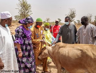 First CATTLE IDENTIFICATION AND TRACEABILITY SYSTEMS (GCITS) campaign in The Gambia